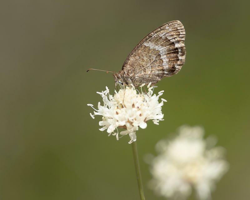 GROTE SATERZANDOOG - Satyrus ferula - GREAT SOOTY SATIR