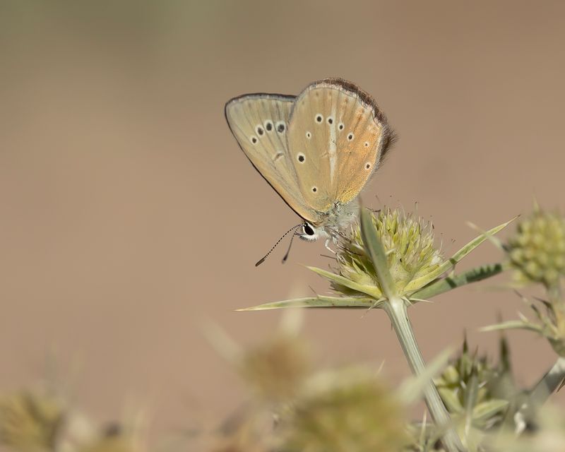 ALMIJARA-ESPARCETTEBLAUWTJE - Polyommatus violetae - ANDALUSIAN ANOMALOUS BLUE