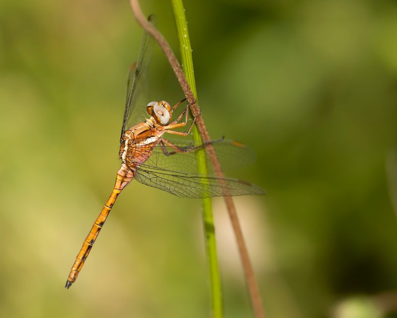 EPAULETOEVERLIBEL - Orthetrum chrysostigma - EPAULET SKIMMER