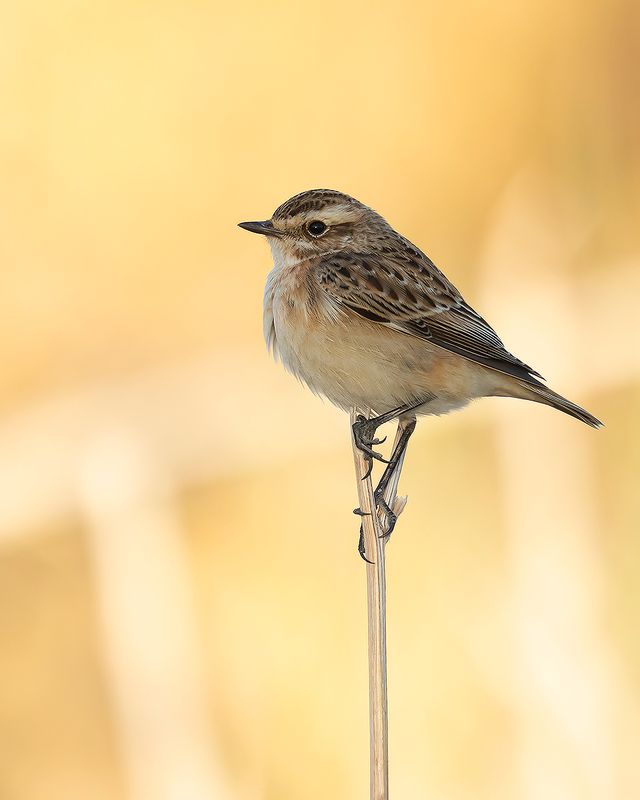 WHINCHAT - Saxicola rubetra - PAAPJE