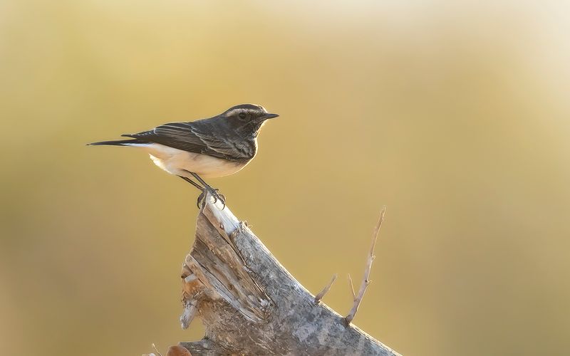 CYPRUS WHEATEAR - Oenanthe cypriaca - CYPRUSTAPUIT