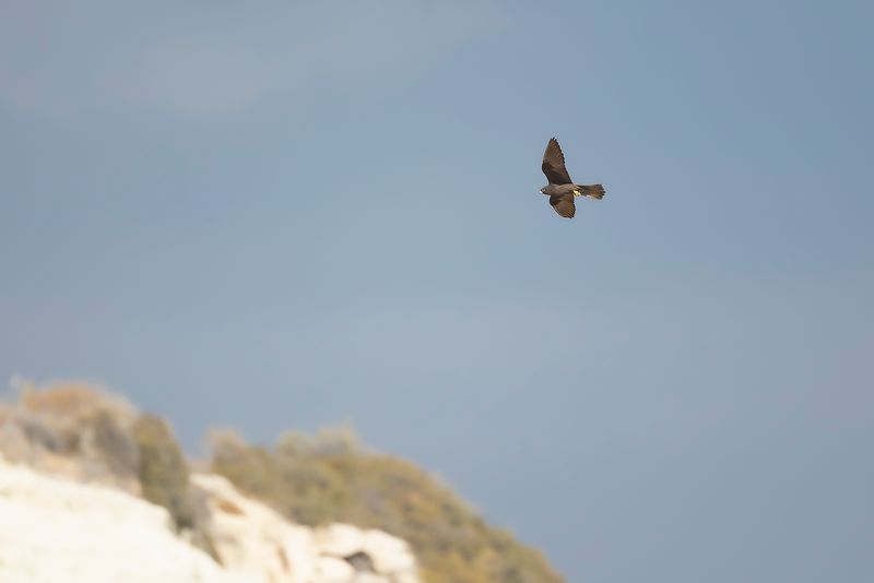 ELEONORAS FALCON - Falco eleonorae -ELEONORAS VALK