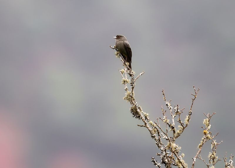 CINEREOUS TYRANT - Knipolegus striaticeps - GRAUWE MOORTIRAN - ADA CENDRE