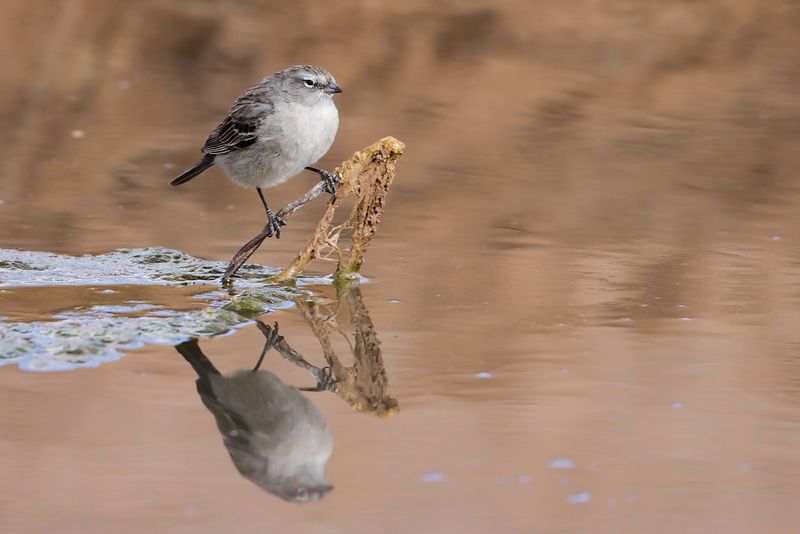 ASH-BREASTED SIERRA-FINCH - Geospizopsis plebejus - GRIJSBORSTSIERRAGORS - HASPLSPIZE PLEBEIEN