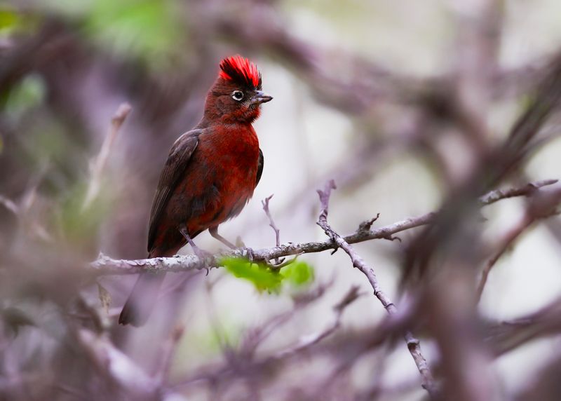 RED-CRESTED FINCH - Coryphospingus cucullatus - RODE KROONGORS - ARAGUIRA ROUGÂTRE
