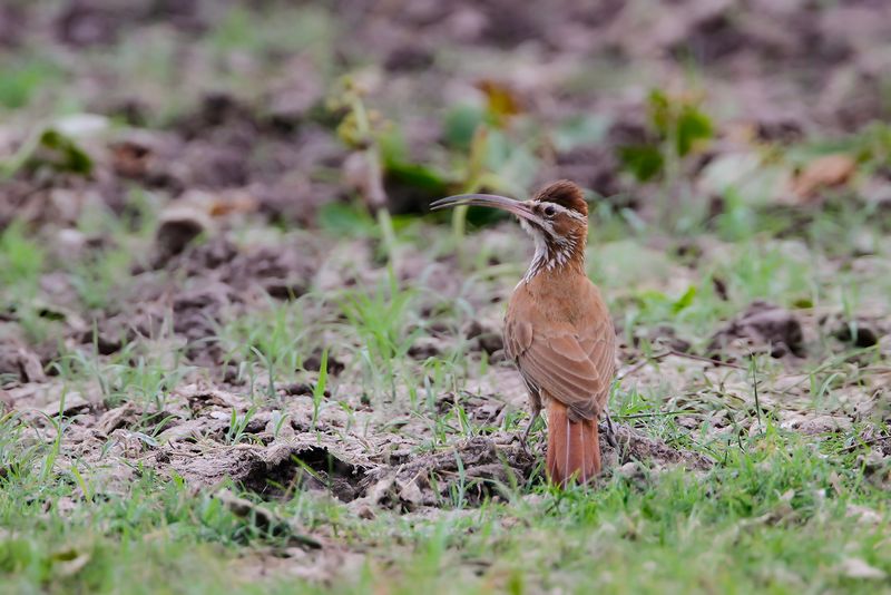 SCIMITAR-BILLED WOODCREEPER - Drymornis bridgesii - SABELMUISSPECHT - GRIMPAR PORTE-SABRE