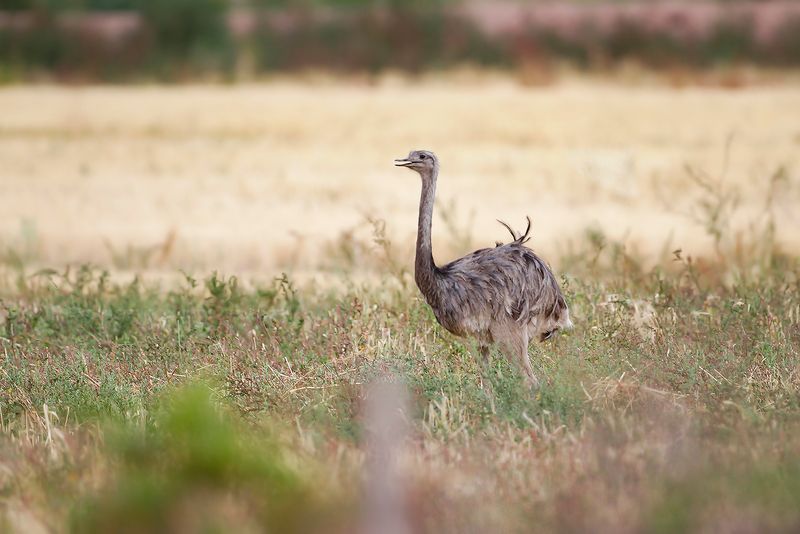 LESSER RHEA - Rhea pennata -. DARWINS NANDOE - NANDOE DE DARWIN