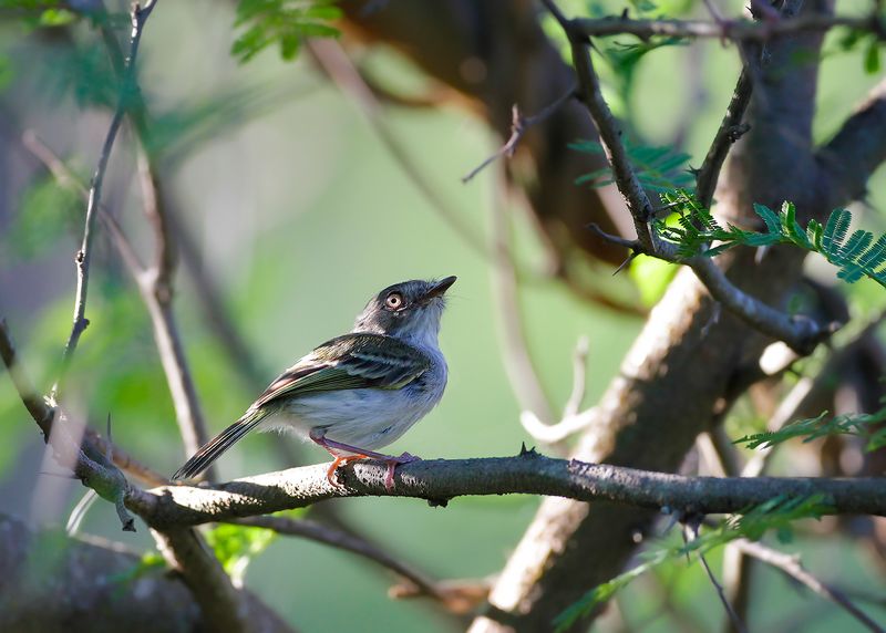 PEARLY-VENTED TODY-TYRANT - Hemitriccus margaritaceiventer - WITBUIKTODIETIRAN - TODIROSTRE À VENTRE PERLE