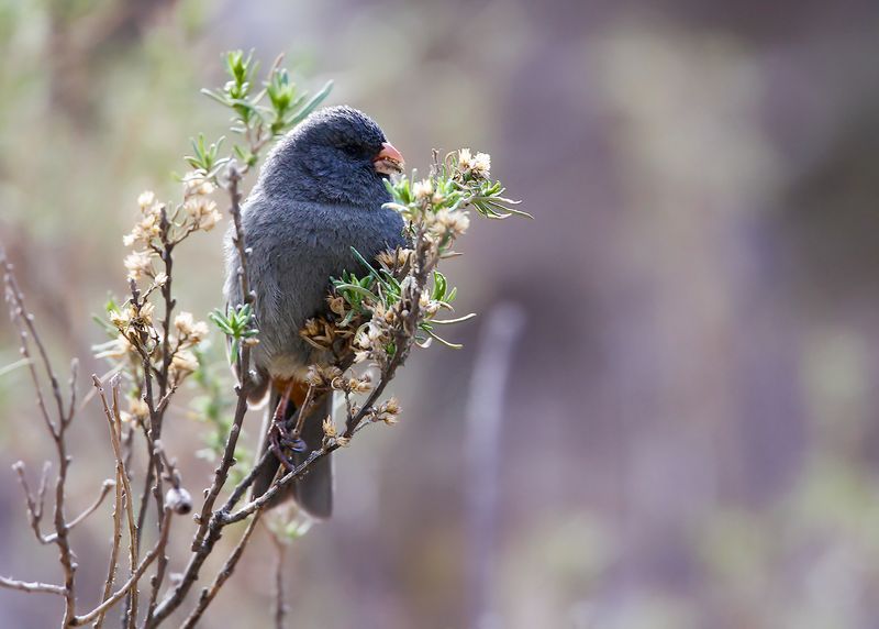 PLAIN-COLORED SEEDEATER - Catamenia inornata - BRUINGRIJZE CATAMENIA