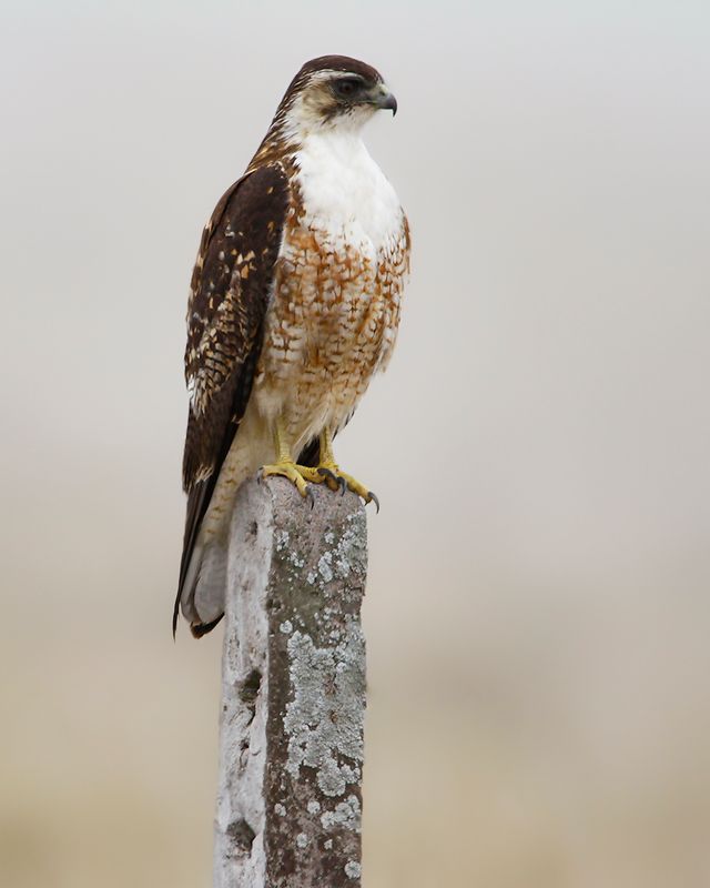 VARIABLE HAWK - Geranoaetus polyosoma - ROODRUGBUIZERD - BUSE TRICOLOR