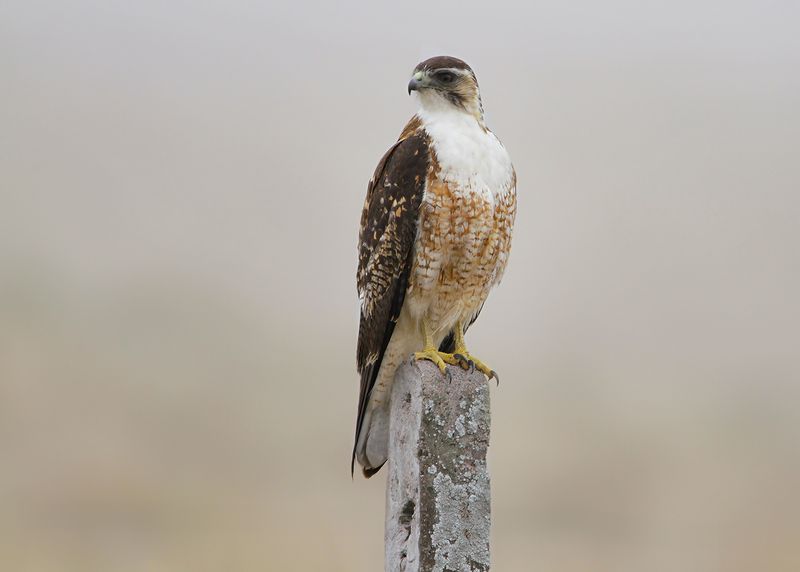 VARIABLE HAWK - Geranoaetus polyosoma - ROODRUGBUIZERD - BUSE TRICOLOR
