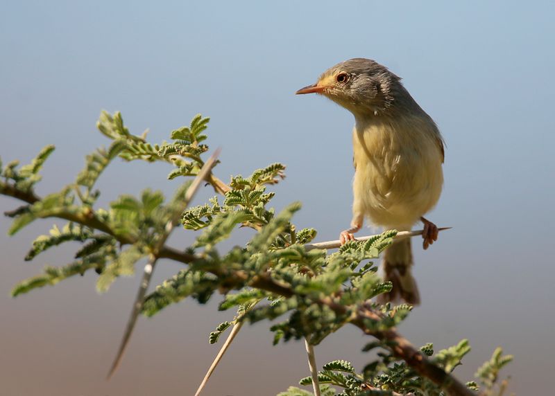 BUFF-BELLIED WARBLER - Phyllolais pulchella - ACACIA-APALIS - PHYLLOLAÏS À VENTRE FAUVE