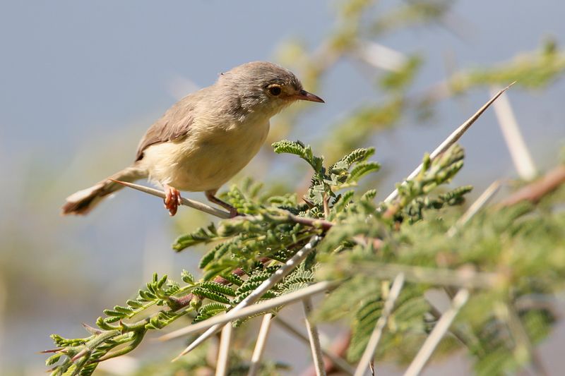 BUFF-BELLIED WARBLER - Phyllolais pulchella - ACACIA-APALIS - PHYLLOLAÏS À VENTRE FAUVE