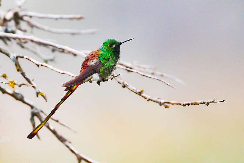 RED-TAILED COMET - Sappho sparganurus - SAPPHOKOMEETKOLIBRIE - COLIBRI SAPHO