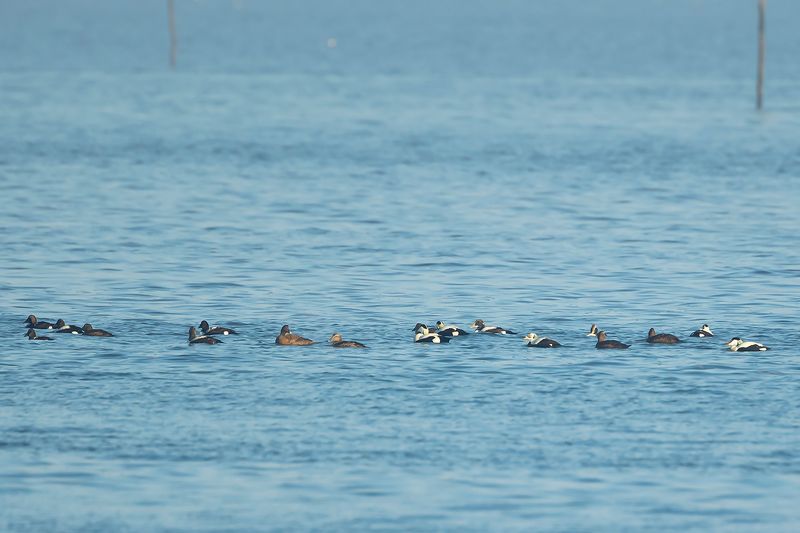 BRILEIDER - Somateria fischeri - SPECTACLED EIDER - EIDER À LUNETTES
