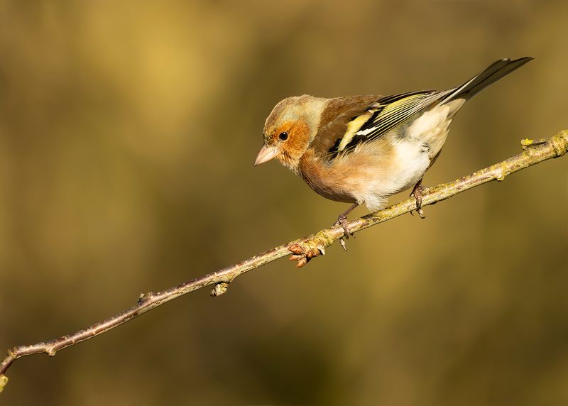 VINK - Fringilla coelebs - EURASIAN CHAFFINCH - PINSON DES ARBRES