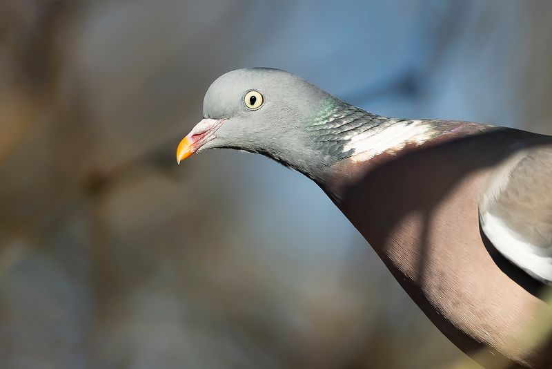 HOUTDUIF - Columba palumbus - COMMON WOOD PIGEON - PIGEON RAMIER