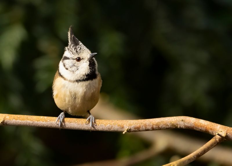 KUIFMEES - Lophophanes cristatus - CRESTED TIT - MÉSANGE HUPPÉ