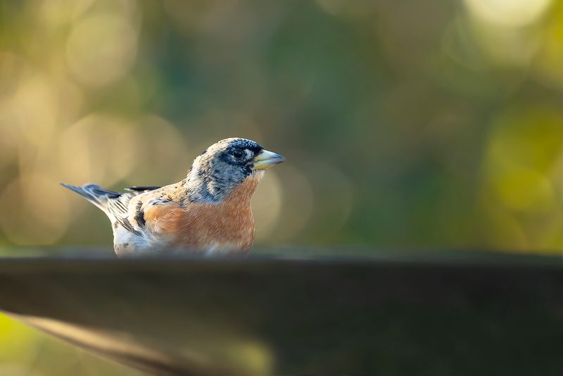 KEEP- Fringilla montifringilla - BRAMBLING - PINSON DU NORD