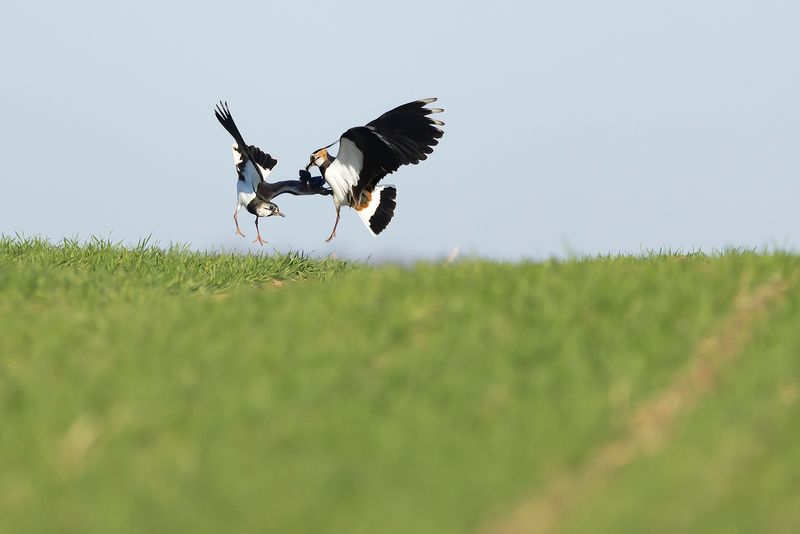 KIEVIT - Vanellus vanellus  - NORTHEN LAPWING