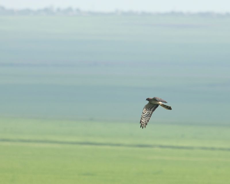 GRAUWE KIEKENDIEF - Circus pygargus - MONTAGUS HARRIER