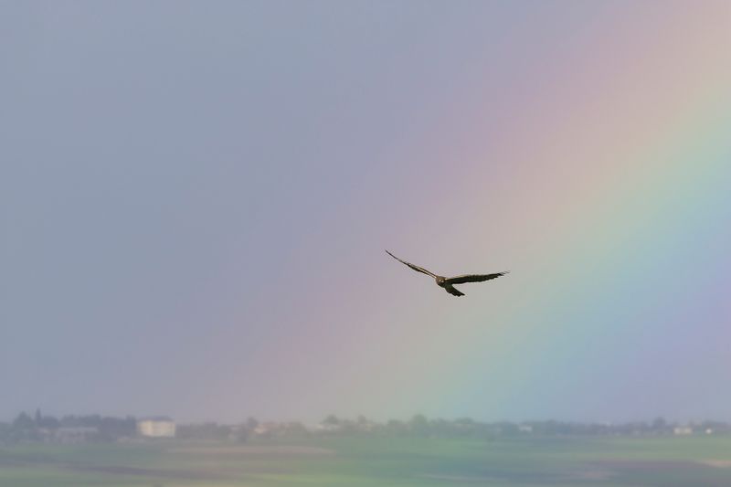GRAUWE KIEKENDIEF - Circus pygargus - MONTAGUS HARRIER
