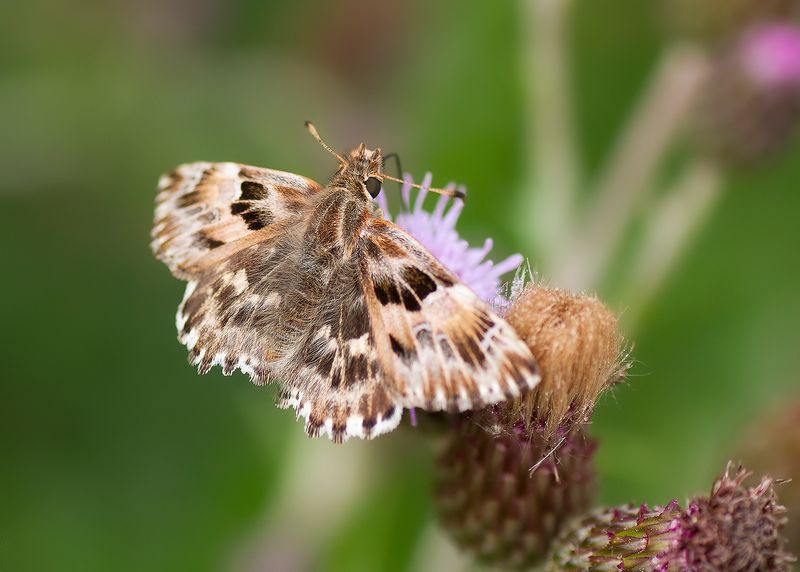 KAASJESKRUIDDIKKOPJE - Carcharodus alceae - MALLOW SKIPPER - HESPÉRIE DE LALCÉE