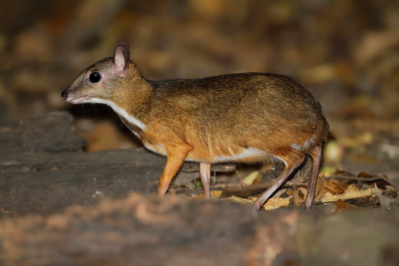LESSER ORIENTAL CHEVROTAIN - Tragulus kanchil - KLEINE KANTJIL - CHEVROTAIN KANCHIL