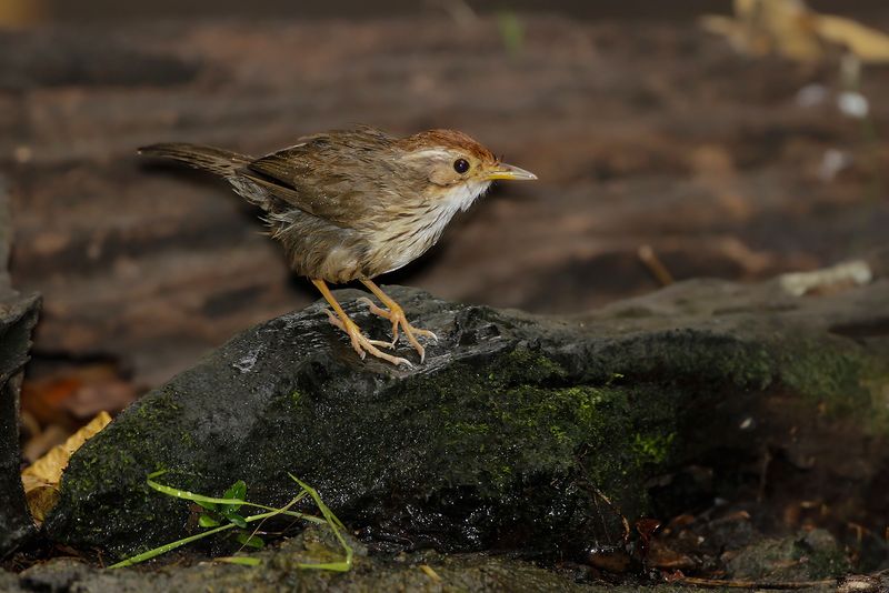 PUFF -THROATED BABBLER - Pellorneum ruficeps - GEVLEKTE JUNGLETIMALIA - AKALAT À POITRINE TACHETÉE