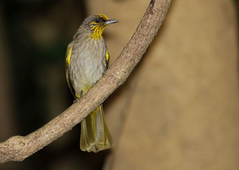 STRIPE-THROATED BULBUL - Pycnonotus finlaysoni - VLEKKEELBUULBUUL - BULBUL DE FINLAYSON
