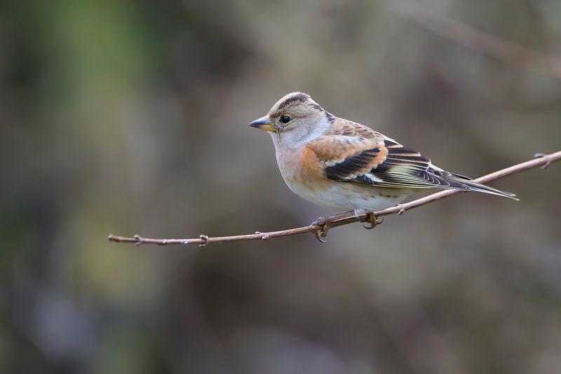 KEEP - Fringilla montifringilla  - BRAMBLING - PINSON DU NORD