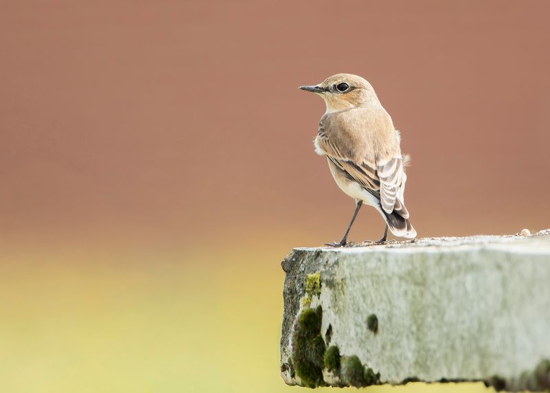 TAPUIT - Oenathe oenanthe - COMMON WHEATEAR