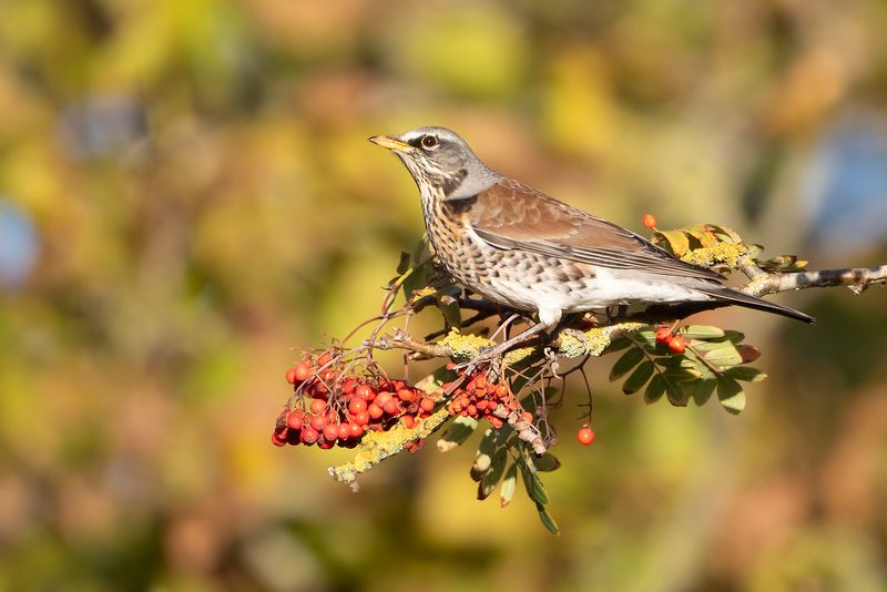 KRAMSVOGEL - Turdus pilaris - FIELDFARE