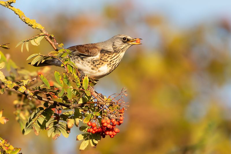 KRAMSVOGEL - Turdus pilaris - FIELDFARE