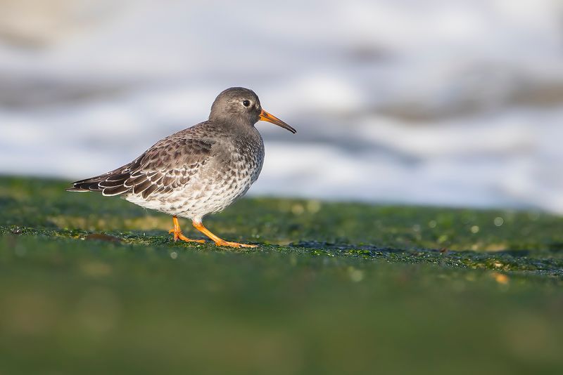 PAARSE STRANDLOPER - Calidris maritima - PURPLE SANDPIPER