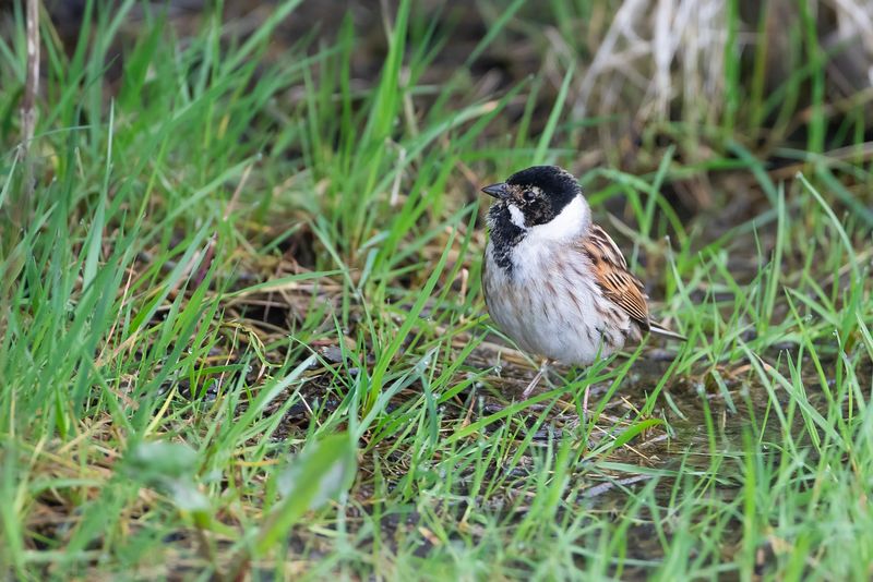 RIETGORS - Emberiza schoeniclus - COMMON REED BUNTING