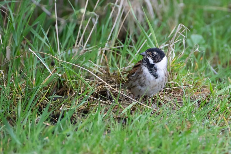 RIETGORS - Emberiza schoeniclus - COMMON REED BUNTING