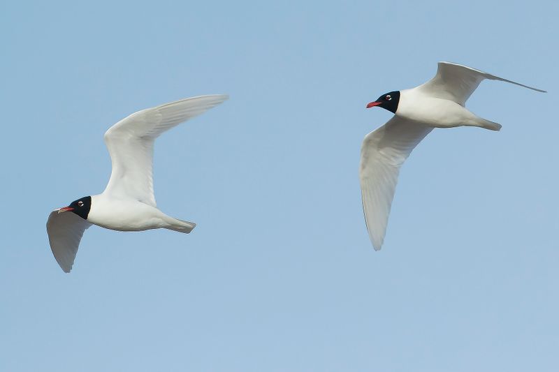 MEDITERRANEAN GULL - Ichthyaetus melanocephalus - ZWARTKOPMEEUW