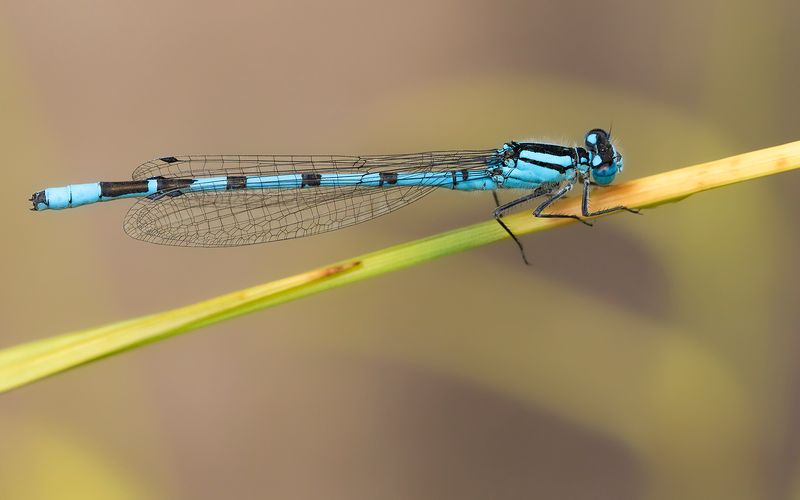 WATERSNUFFEL - Enallagma cyathigerum - COMMON BLUET