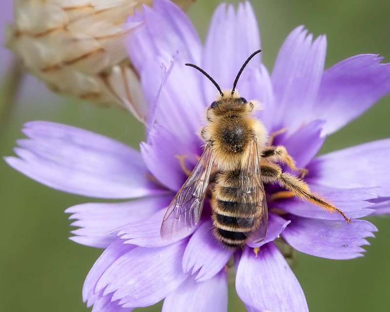 PLUIMVOETBIJ - Dasypoda hirtipes - PANTALOON BEE
