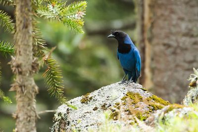AZURE JAY - Cyanocorax caeruleus - AZUURBLAUWE GAAI