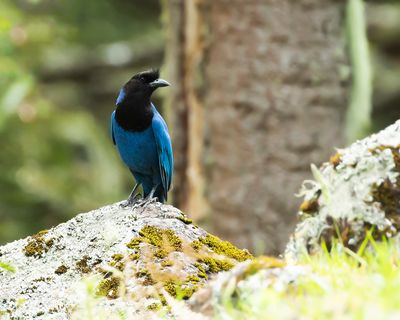AZURE JAY - Cyanocorax caeruleus - AZUURBLAUWE GAAI