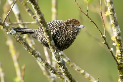 LARGE-TAILED ANTSHRIKE - Mackenziaena leachii - LANGSTAARTMIERKLAUWIER
