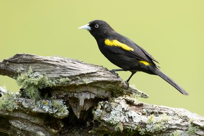 GOLDEN-WINGED CACIQUE - Cacicus chrysopterus - GOUDVLEUGELBUIDELSPREEUW