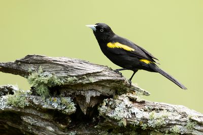 GOLDEN-WINGED CACIQUE - Cacicus chrysopterus - GOUDVLEUGELBUIDELSPREEUW