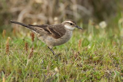 LONG-TAILED CINCLODES - Cinclodes pabsti - PABSTS WIPSTAART