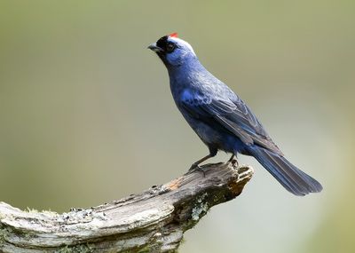 DIADEMED TANAGER - Stephanophorus diadematus - DIADEEMTANGARE