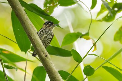 WHITE-BARRED PICULET - Picumnus cirratus - ZEBRADWERGSPECHT