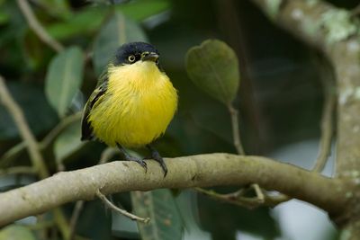 COMMON TODY-FLYCATCHER- Todirostrum cinereum - GEELBUIKSCHOFFELSNAVEL
