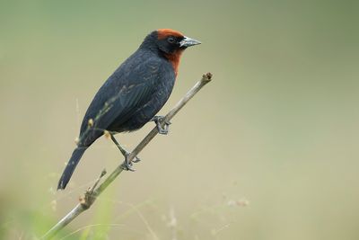 CHESTNUT-CAPPED BLACKBIRD - Chrysomus ruficapillus - BRUINKAPTROEPIAAL